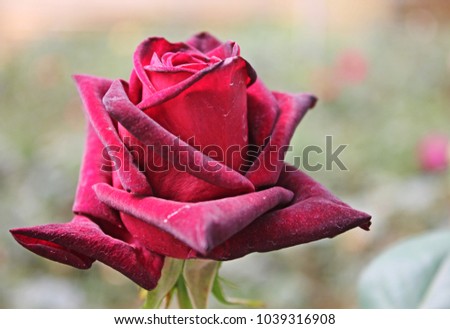 Red roses bloom in the garden. The petals are dusty little. Meaning that nothing is perfect in beauty.