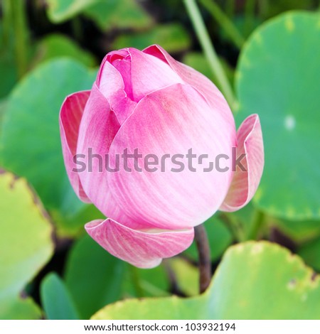 pink lotus on lotus pond