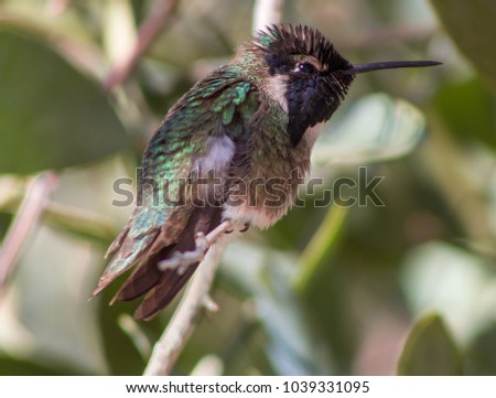 Costa's Hummingbird Palm Desert