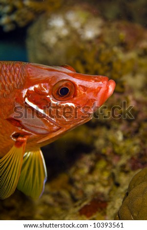 longjawed squirrelfish (sargocentron spiniferum)