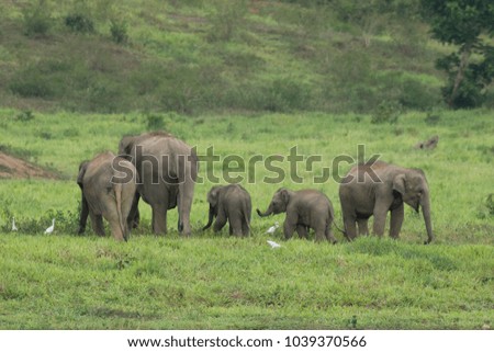 The Asian elephants 