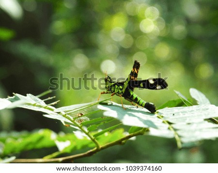 Green Grasshopper on green leaf and blurry background. Camouflage of a grasshopper with leaf in the forest.  