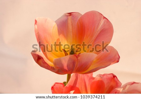 bright tulip flower on a gentle pink background
