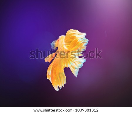 beautiful of siam Betta fish in thailand on black background