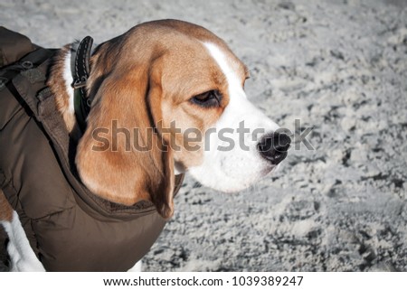 Dog beagle in winter clothes on the beach.