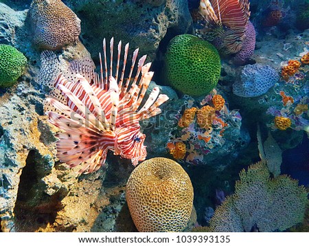 The Lionfish show in home aquariums, have distinctive brown or maroon, and white stripes covering the head and body on a tropical coral reef