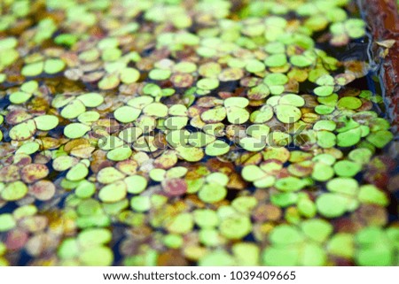Small green lotus flower leafs on water surface