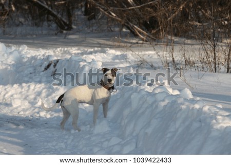 white American pit bull terrier