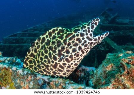 A large Honeycomb Moray Eel on an underwater shipwreck