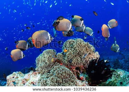 Red Tail Butterflyfish around hard corals on a tropical coral reef