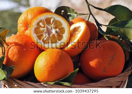 Bitter orange fruits in a wicker basket Royalty-Free Stock Photo #1039437295