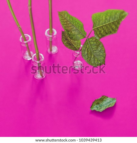 The glass vials are on a purple background. In some of them there are plant stems, in one there is a twig with leaves. Image on the extraction of useful substances from plants, extracts for health