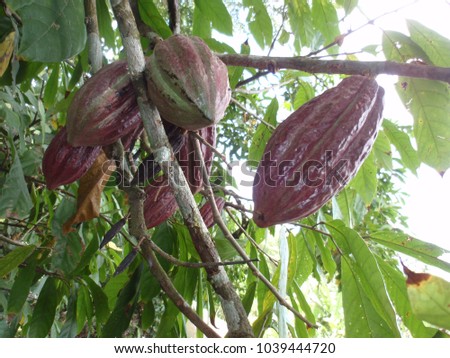 Close up outdoor view of theobroma cacao tree, malvaceae family. Picture taken in sao tome island. Branches and trunks with green leaves and purple pods. Tropical tree from central and west africa.