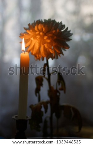 White chrysanthemum flower lit by a burning candle