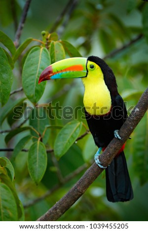Toucan sitting on the branch in the forest, green vegetation. Nature travel holiday in central America. Keel-billed Toucan, Ramphastos sulfuratus. Wildlife from Nicaragua. 