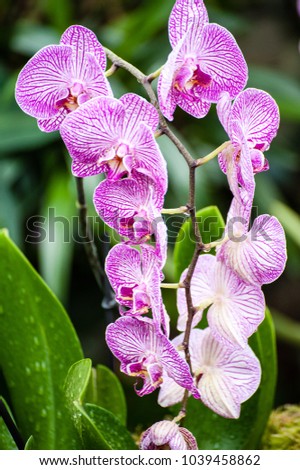 Beautiful orchids flower