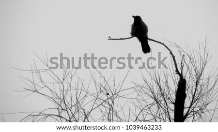  one gray crow sits on tree branch. gray winter day. black and white photo