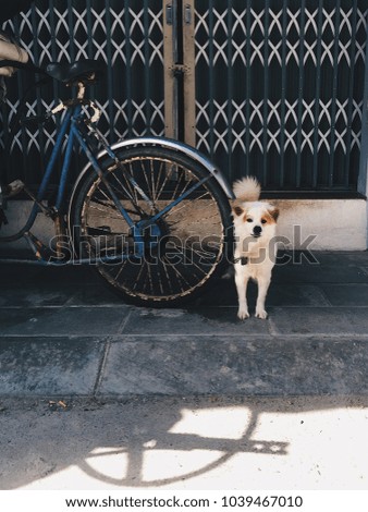 Small dog near bicycle wheel on the road at sunny day