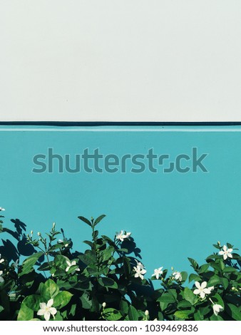 Colorful flowers at background blue and white wall at sunny day