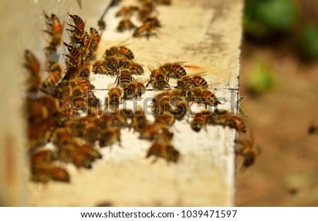 Bee or Apis is species of insects. Honey bee is popular insect that people take care for collect their honey. In this picture, bee prepare their self to fly for find nectar from flower 