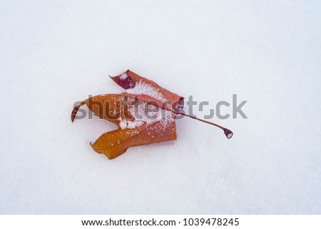 fallen leaf on snow - nature photography