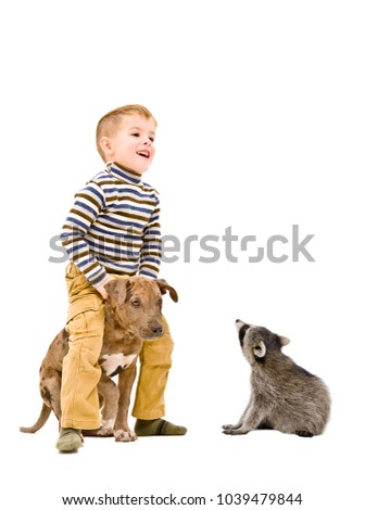 Cheerful boy playing with a puppy pitbull and a curious raccoon, isolated on white background