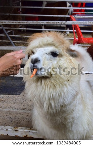 Happy face of Alpaca in farm. Alpaca(Vicugna pacos) is a domesticated species of South American camelid. Have white fur colour and some brown. The alpaca eat carrot from human hand who feed it to them