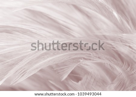  Beautiful White - Brown feather texture background