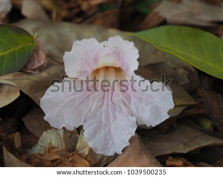 Pink Tabebuia rosea  (Pink trumpet tree flower) blooming and fall on the ground.
