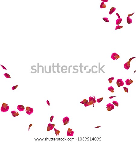 Ribbed red petals fly in a circle. The center free space for Your photos or text. Isolated white background