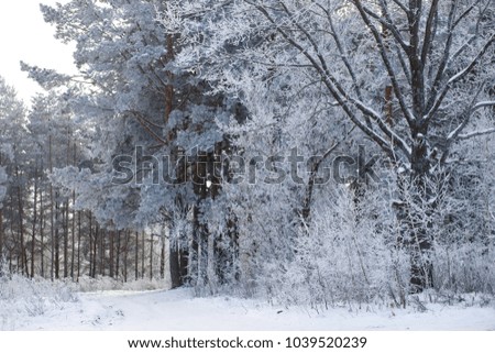 Winter landscape trees in frost in a snowy field in the early