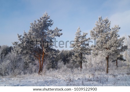 Winter landscape with snow