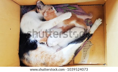 mother cat feeding a kitten in paper box