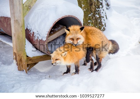 Fox breeding (animal breeding) which is male and female were mixed breed each other. Every February is Mating season