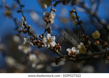 Plum blossoms in Kairakuen park, one of famous Three Great Gardens in Japan