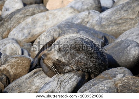 Long-Nosed Fur Seal, Kangaroo Island