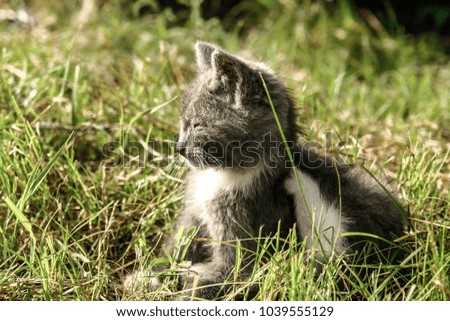 Kitty sits in the green grass