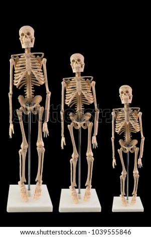 White skeleton model isolated on dark background, Family skeleton, Adult and child skeleton.