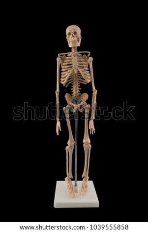 White skeleton model isolated on dark background