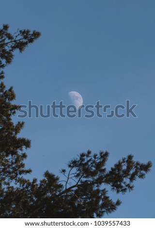 Moon showing up in the blue sky behind trees