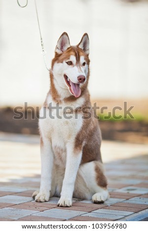 siberian husky puppy outdoor