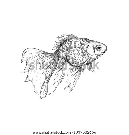 Goldfish illustration, drawing, engraving, ink, line art. Fish sketch hand drawing. Goldfish