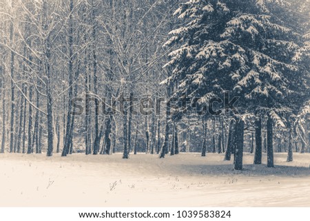 Old vintage photo. Tree pine spruce in magic forest winter day. Snow forest. Natural New Year Christmas rembling scenery winter background. Fantastic Fairytale Magical Landscape View Christmas Tree