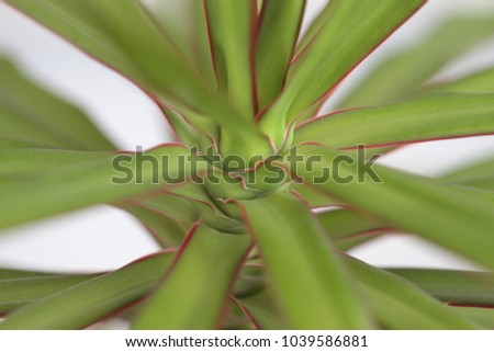 Close up of long leaf plant as nature background