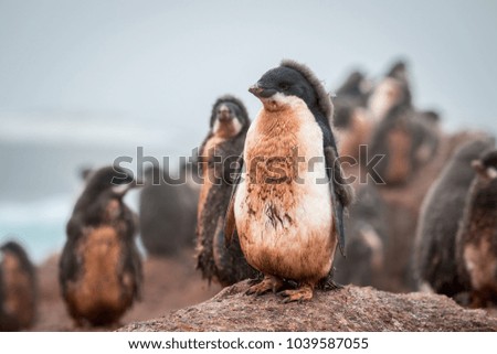 Adelie penguin chicks in Antarctica