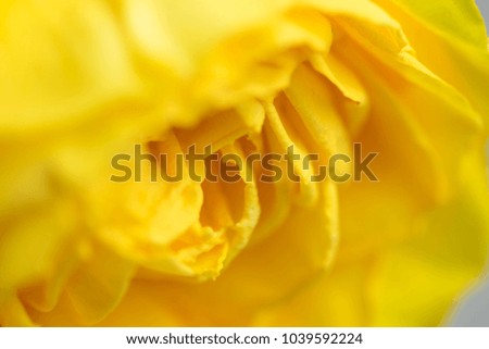 Macro photo of yellow rose on a white background to celebrate the holidays and spring