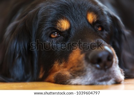 very nice cute portrait dog close up