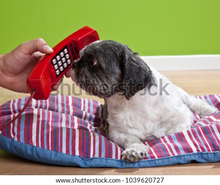 a small black and white dog, Shitzu, answers a red phone