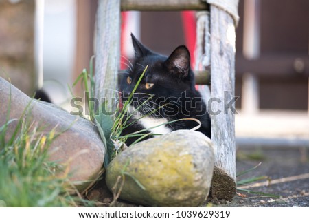 Playful black cat in the garden.
