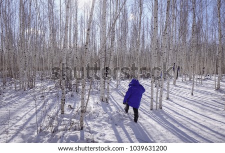 People walking at birch forest in winter day. Nature background.